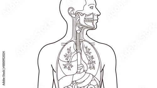A detailed illustration of the human respiratory system in a minimalist style