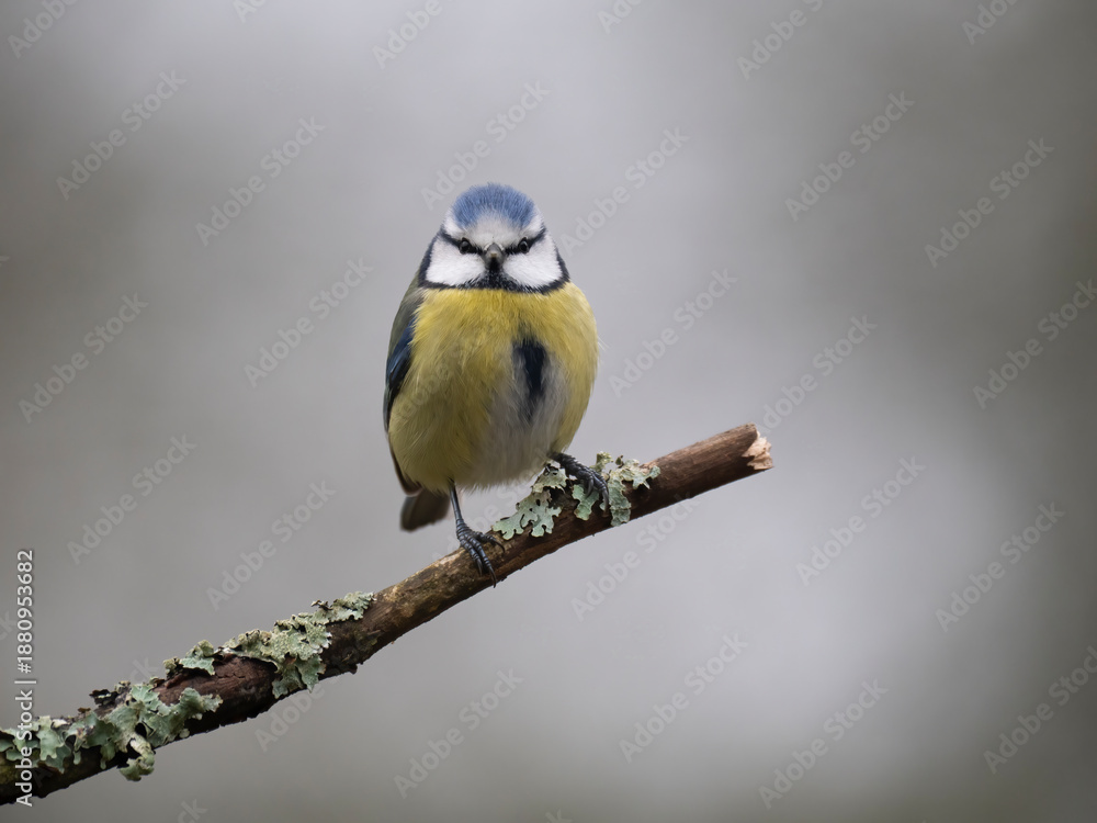 Fototapeta premium Blaumeise, Cyanistes caeruleus