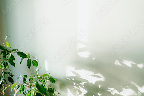 Canvas Print Green plant branches casting soft, dappled shadows across a clean, pale wall, il