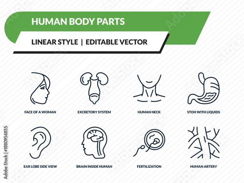 human body parts icons set - face of a woman, excretory system, human neck, fertilization, human artery outline vector collection.