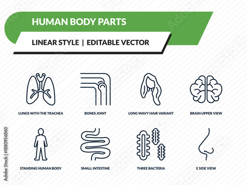 human body parts icons set - lungs with the trachea, bones joint, long wavy hair variant, three bacteria, e side view outline vector collection.