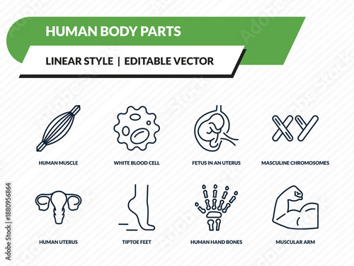human body parts icons set - human muscle, white blood cell, fetus in an uterus, human hand bones, muscular arm outline vector collection.
