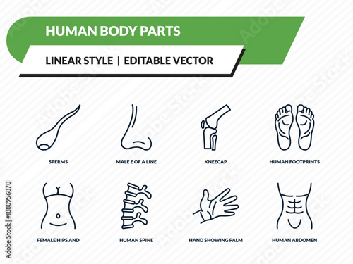 human body parts icons set - sperms, male e of a line, kneecap, hand showing palm, human abdomen outline vector collection.
