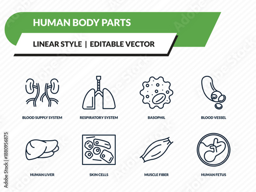human body parts icons set - blood supply system, respiratory system, basophil, muscle fiber, human fetus outline vector collection.