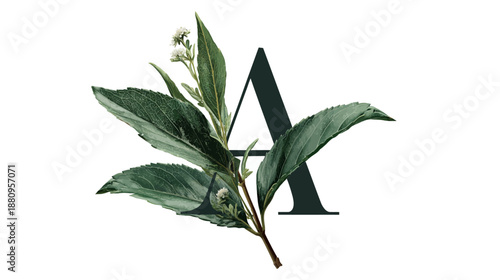 Elegant botanical letter A with green leaves, vintage style illustration, floral alphabet initial, natural design element