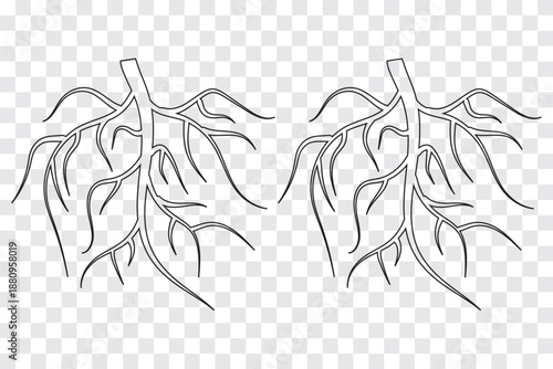 Root, taproot vector isolated, tap root icon set. isolated black roots line on white background. Eps 10.