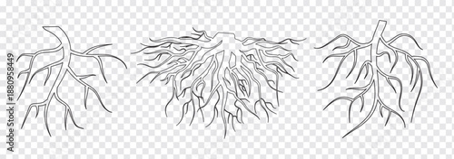 Tree root icon set. Tree root silhouette set on Transparent Background. Root icon logo design template isolated illustration. EPS 10 set.