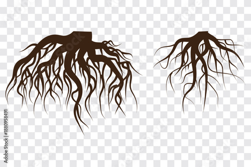 Tree root icon set. Tree root silhouette set on Transparent Background. Root icon logo design template isolated illustration. EPS 10 set.