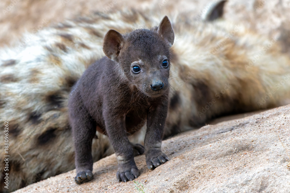 Obraz premium Spotted Hyena cub at the den. The hyena mother was nursing her curious cubs at the den with sunrise in Sabi Sands Game Reserve in South Africa