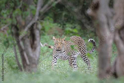 Wild leopard walking across Kruger National Park