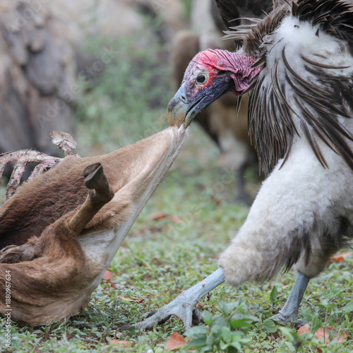 Tableau sur toile Lappet-faced vulture wanting to feed on an antelope carcass in the Kruger Nation