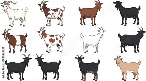 Goat breeds collection illustration, farm animals in different colors and poses, domestic livestock set isolated on white background