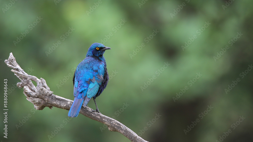 Obraz premium Blue-eared glossy starling perched on a branch with a clean green background