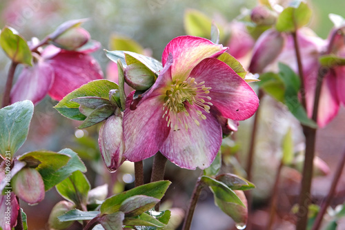 Pink and cream Helleborus, hellebore or lenten rose, ‘ice n roses dark picotee’ in flower.