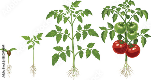 Tomato plant growth stages illustration from seedling to ripe fruits, botanical agriculture lifecycle diagram isolated on white background vector