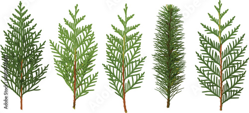 Evergreen conifer branches vector set featuring realistic pine fir foliage botanical elements for Christmas winter nature design illustration