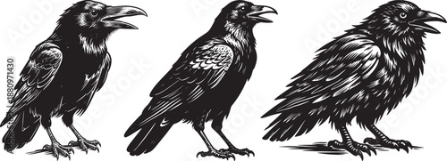 Set of Three Raven or Crow Silhouettes in Different Poses, Black Bird Wildlife Vector Illustration for Nature and Gothic Design Vector