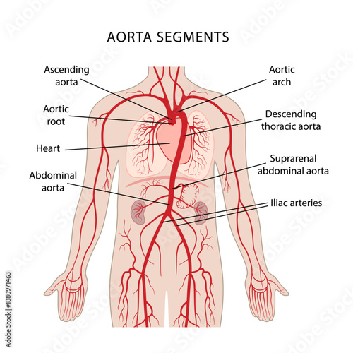 Segments of the aorta. Human circulatory system. Anatomy of blood vessels and arteries. Vector illustration in flat style on a white background.