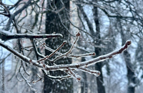 Canvas Print A close-up landscape photo of a bare tree branch, frozen after rain in sub-zero