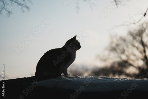 冬場の夕暮れの空を背景にした猫のシルエット