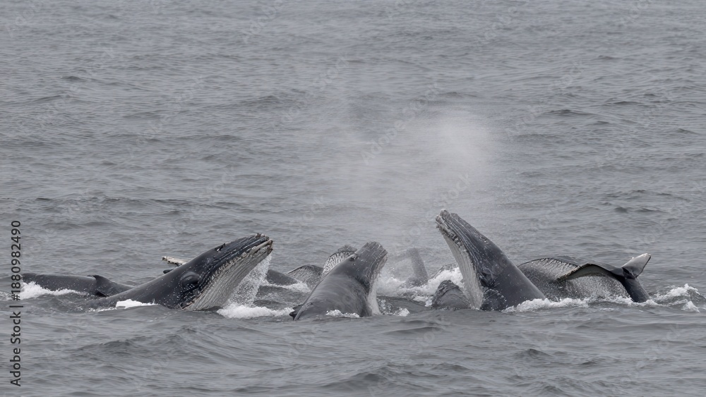 Fototapeta premium Pod of whales surfacing in ocean water