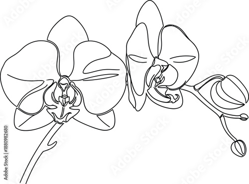 Black and white line drawing of orchid flowers isolated on transparent background