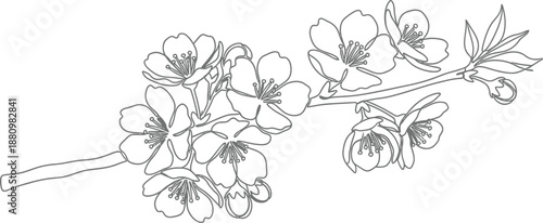 Black and white drawing of a blooming tree branch isolated on transparent background