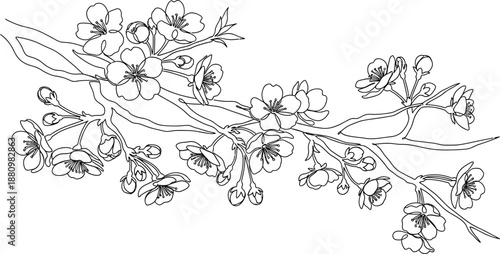 Black and white drawing of a flowering branch isolated on transparent background