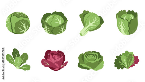 Fresh cabbage varieties collection on white background