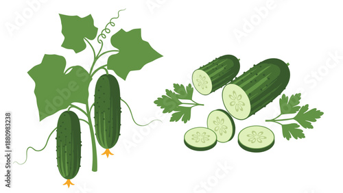 Fresh cucumbers with vine and sliced pieces on white background