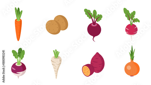 Colorful root vegetables collection featuring carrot, potato, beet, radish in flat design