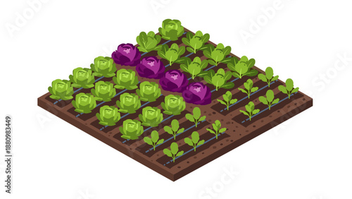 Isometric garden bed with lettuces and purple cabbages on white background