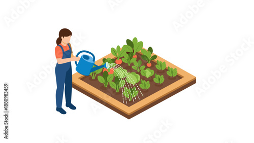 Isometric gardening: woman watering vegetables in raised bed garden