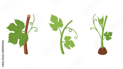 Growth stages of grape vines: young plants with leaves and tendrils