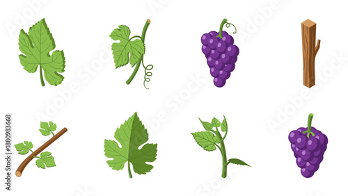 Grape vine elements collection: leaves, vines, and bunches in cartoon style