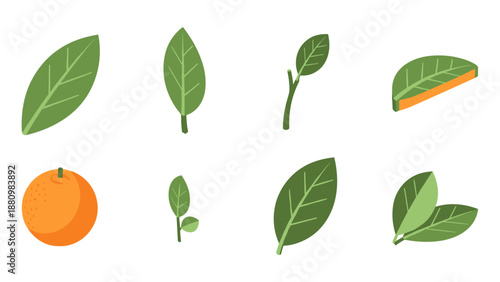 Collection of green leaves and orange fruit in flat design on white background