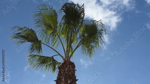 Palm in the sky clouds nature sunny beach tree.