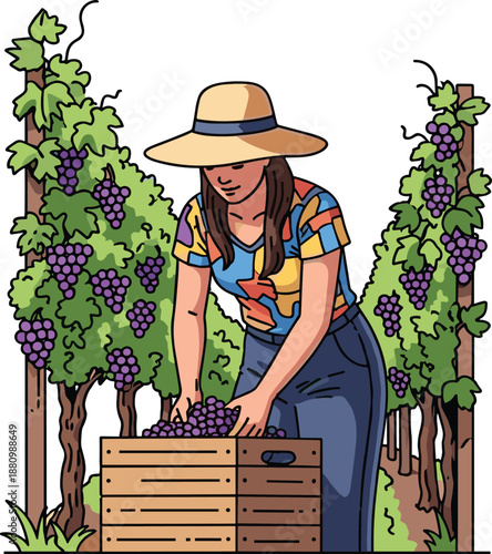 Grape harvest in lush vineyard, farmer picking ripe grapes, agriculture, viticulture, outdoor farming, seasonal work, organic produce, rural lifestyle, nature