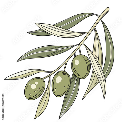 Olive Branch Illustration with Green Olives