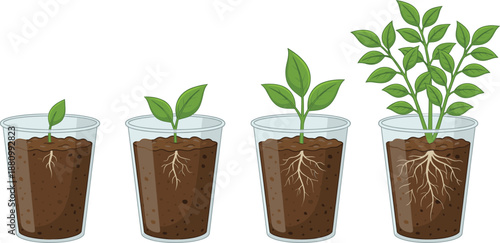 Illustration showing plant growth stages in soil with roots visible, educational biology diagram for learning about seedlings, sprouting, and development of plants in clear plastic cups