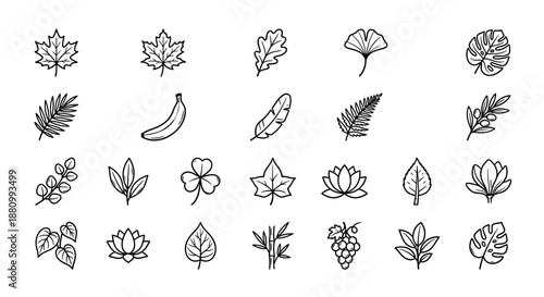 Collection of various detailed line art illustrations of leaves, fruit, and flowers.
