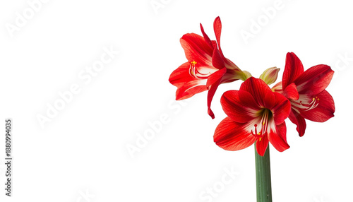 A vibrant red amaryllis flower on transparent background