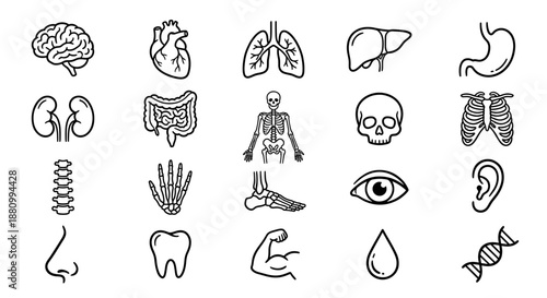 Collection of outline icons representing human anatomy: brain, heart, lungs, liver, stomach, and other organs.