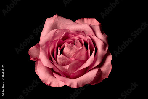 Pink Rose Flower Isolated on Black Background, Elegant Bloom, Floral Symbol of Love and Romance | PNG