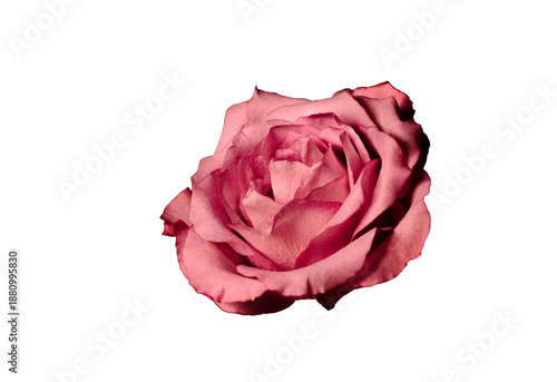 Pink Rose Flower Isolated on Transparent Background, Elegant Bloom, Floral Symbol of Love and Romance | PNG