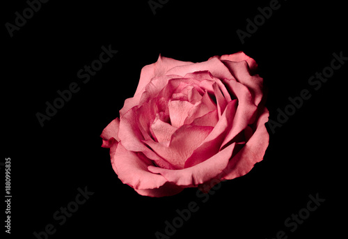 Pink Rose Flower Isolated on Black Background, Elegant Bloom, Floral Symbol of Love and Romance | PNG