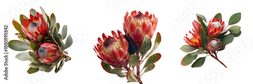 Set of King Protea flower with soft natural lighting on transparent png background. Ai generated