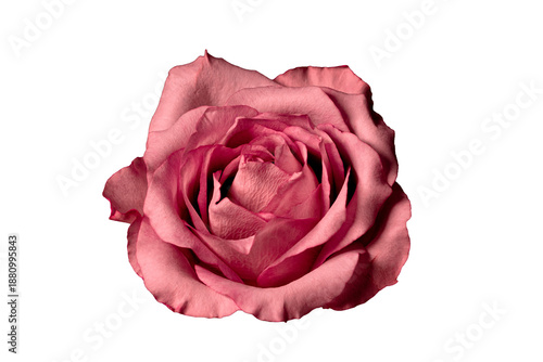 Pink Rose Flower Isolated on Transparent Background, Elegant Bloom, Floral Symbol of Love and Romance | PNG