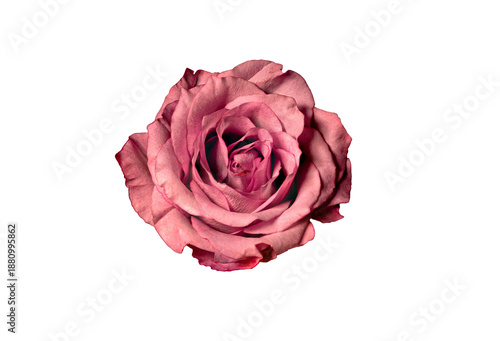 Pink Rose Flower Isolated on Transparent Background, Elegant Bloom, Floral Symbol of Love and Romance | PNG