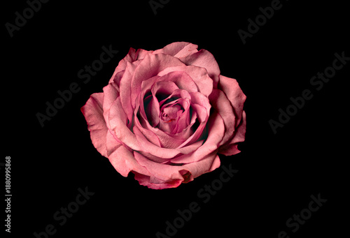 Pink Rose Flower Isolated on Black Background, Elegant Bloom, Floral Symbol of Love and Romance | PNG